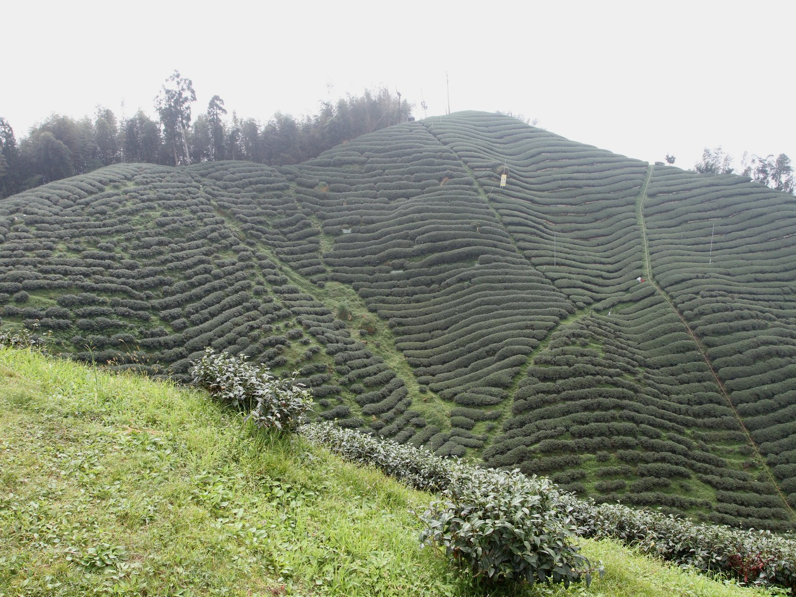 南投鹿谷自有茶山的層層茶樹